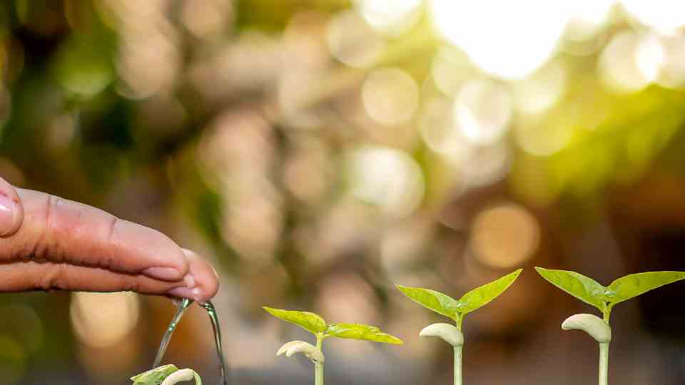 Individuation nach Carl Gustav Jung