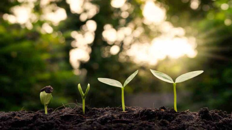 Individuation